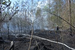 Požár lesní školky na Mladoboleslavsku hasilo 12 jednotek