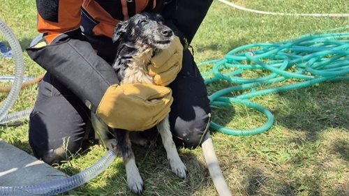 Hasiči zachránili psa ze sedm metrů hluboké studny. Pomohl neobvyklý nápad