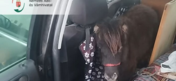 Místo psů našli strážci v autě poníky
