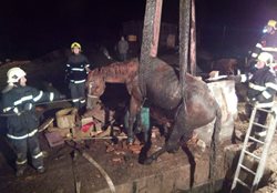 Do jímky spadl kůň, hasiči na jeho vytažení potřebovali jeřáb