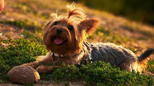 Mazlíček projel celou republiku a vrátil se domů