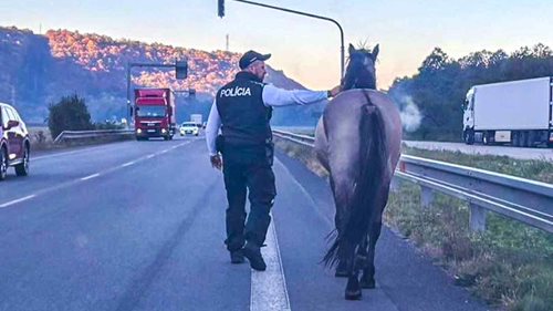 Místo kamionů řešili policisté koně. Neobvyklý zásah skončil šťastně