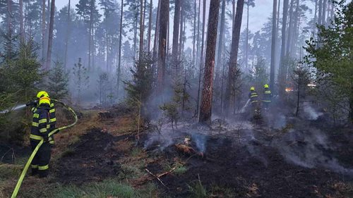 Požár lesa zaměstnal několik jednotek, plameny zasáhly rozsáhlou plochu