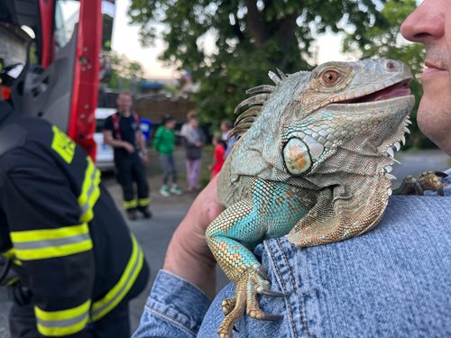 Záchrana leguána z vysokého stromu