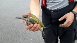 Blatenští hasiči řešili co se zraněnou žlunou,  která nebyla schopna letu a měla podle vyjádření veterináře zraněnou nohu. 