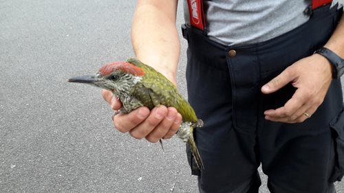 Blatenští hasiči řešili co se zraněnou žlunou,  která nebyla schopna letu a měla podle vyjádření veterináře zraněnou nohu. 