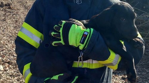 Rychlá akce hasičů zachránila srnku a psa