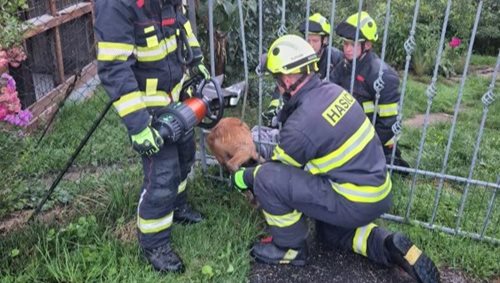 Hasiči zachránili mladého srnce. Uvízl ve vjezdové bráně rodinného domu