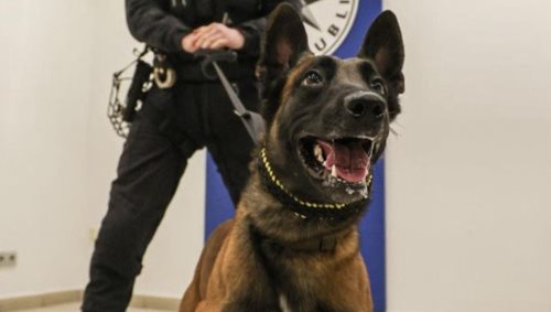 Policejní pes odhalil pachatele ukryté v budově