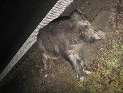 Osobní vozidlo zůstalo po srážce s dvěma divokými prasaty nepojízdné.