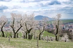 V Hustopečích vítají jaro na Slavnosti mandloní a vína