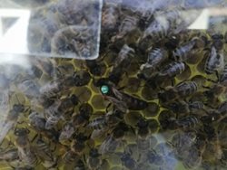 Než zavoláte hasiče, raději pár minut vyčkejte až roj odletí