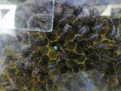 Než zavoláte hasiče, raději pár minut vyčkejte až roj odletí