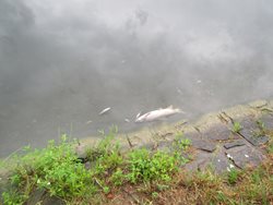 Úhyn ryb byl zjištěn pouze na jednom místě řeky Dřevnice ve Zlíně.