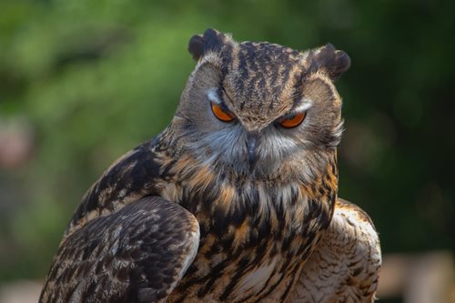Sražený výr bojoval o život u dálnice D8. Policisté mu dali druhou šanci