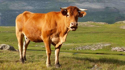 Býk nabral farmáře na rohy a vyhodil ho do vzduchu. Pak napadl i ženu, která mu chtěla pomoci