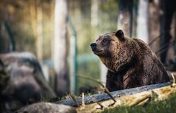 Tragédie: Muže v lese zabil medvěd