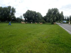 Obyvatelé Hlučína si  v úterý ráno díky koním zavzpomínali na Divoký západ