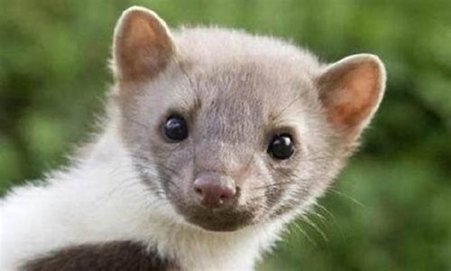 Kuna uvízla za hromosvodem, nebýt hasičů, udusila by se