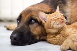 Hasiči z Přívozu se zdokonalovali v první pomoci psům a kočkám