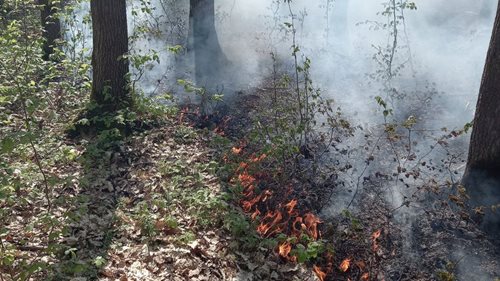 Požár lesa se rychle rozšířil kvůli větru