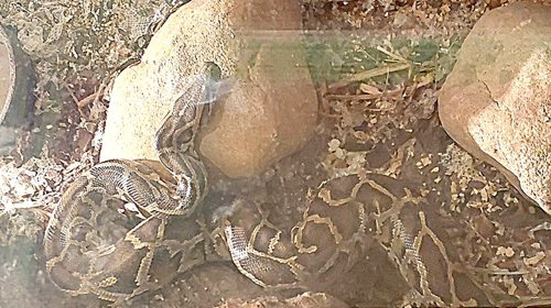 Hasiči zasahovali u muže škrceného vlastní krajtou