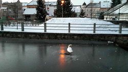 Přimrzlá labuť na vodní ploše? Zcela výjimečně!
