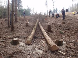 U Koryčan v okresu Kroměříž spadl při lesních pracích na muže strom. 