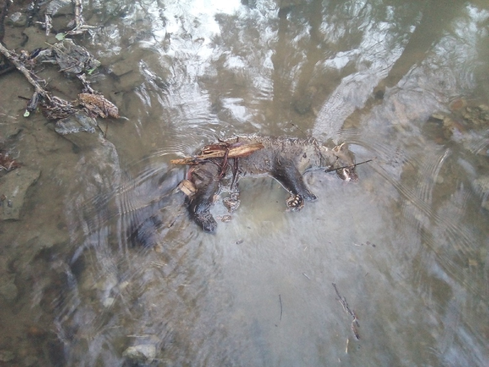 ViewImage-(1).jpg ViewImage-(1).jpg