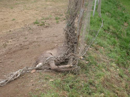 Mladý srnec se bránil vyproštění.