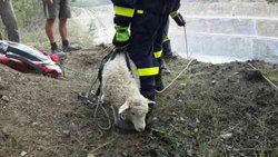 Ovce potřebovala pomoc hasičů