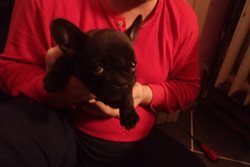 Úspěšná noční záchrana zaklíněného buldočka v Českém Těšíně