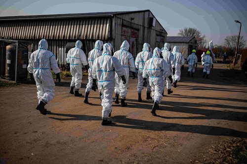 Nákaza v chovech drůbeže vyvolala rozsáhlý zásah