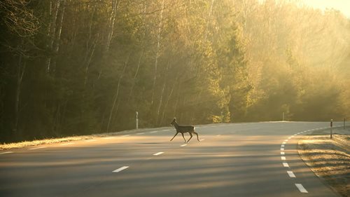 Podzim přináší větší riziko střetu se zvěří. Víte, co udělat, když vám zvíře vběhne před auto?