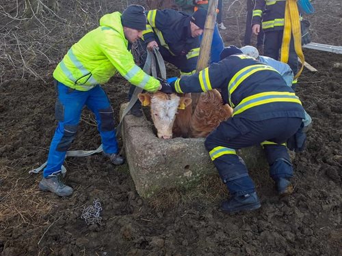 Hasiči provedli náročnou záchranu 150 kg býčka ze šachty