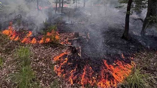  V horkém počasí stačí málo. Požár lesa zaměstnal několik hasičských jednotek