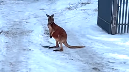 Klokan Kevin způsobil chaos na silnici a policisté museli zasahovat
