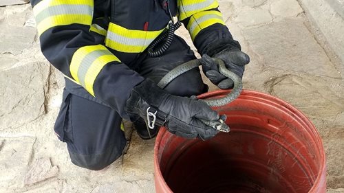 Užovka obojková potrápila hasiče a majitele rodinného domu
