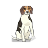 nalepky-beagle-pes-kreslene-ilustrace.png