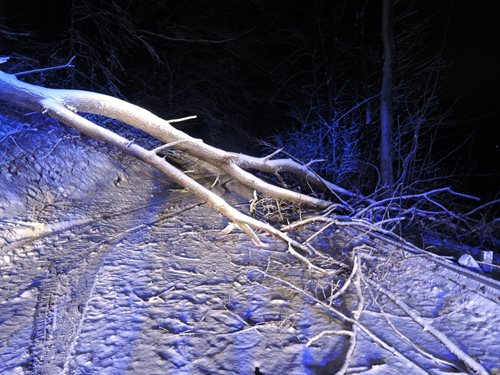 Nejčastěji hasiči během středy vyjížděli k popadaným stromům