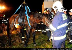 V pražském Lochkově hasiči zvedali koně pomocí jeřábu a speciálního postroje