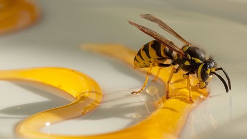 Záchranáři varují před bodnutím hmyzem. Za víkend vyjížděli k 26 alergickým reakcím