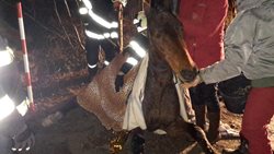 Záchrana koně v Kájově na Českokrumlovsku