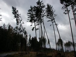 Silný vítr v Královéhradeckém kraji lámal stromy