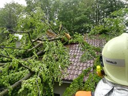 Vzrostlý strom rozpůlil střechu rodinného domu