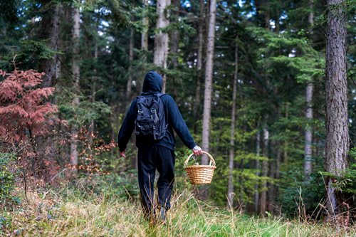 Nebezpečí v lese: Houbaření končí pády i otravami
