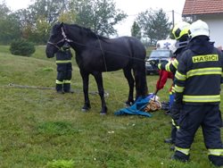 Tři jednotky hasičů dnes ráno zachránily koně, který se propadl do šachty bazénu. 