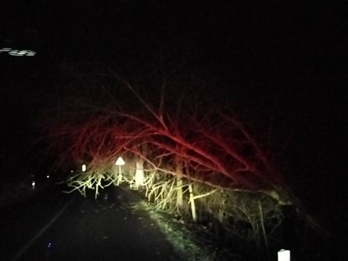  Likvidace spadlých stromů  