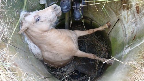 Šťastný konec neobvyklého zásahu. Hasiči vyprostili poníka ze studny