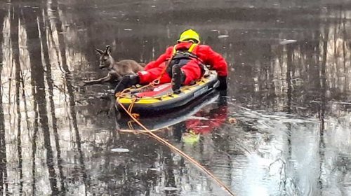 Zásah na tenkém ledě rozhodoval o životě srnky